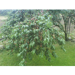 Zdjęcia użytkowników Sony Ericsson K610i Zdjęcia użytkowników Sony Ericsson K610i