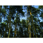 Zdjęcia użytkowników Sony Ericsson K610i Zdjęcia użytkowników Sony Ericsson K610i