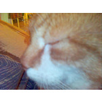 Zdjęcia użytkowników Sony Ericsson K700i Zdjęcia użytkowników Sony Ericsson K700i