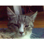 Zdjęcia użytkowników Sony Ericsson K700i Zdjęcia użytkowników Sony Ericsson K700i