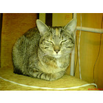 Zdjęcia użytkowników Sony Ericsson K750i