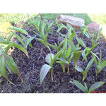 Zdjęcia użytkowników Sony Ericsson K750i