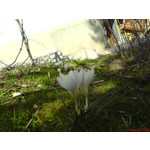 Zdjęcia użytkowników Sony Ericsson K750i