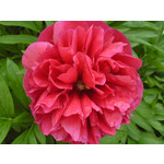 Zdjęcia użytkowników Sony Ericsson K750i