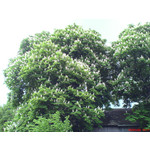 Zdjęcia użytkowników Sony Ericsson K750i