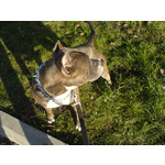 Zdjęcia użytkowników Sony Ericsson K750i