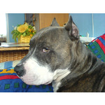 Zdjęcia użytkowników Sony Ericsson K750i