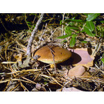 Zdjęcia użytkowników Sony Ericsson K750i