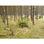 Zdjęcia użytkowników Sony Ericsson K750i