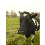 Zdjęcia użytkowników Sony Ericsson K750i