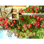 Zdjęcia użytkowników Sony Ericsson K750i