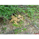 Zdjęcia użytkowników Sony Ericsson K750i