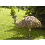 Zdjęcia użytkowników Sony Ericsson K750i