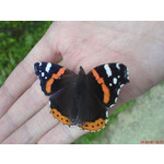 Zdjęcia użytkowników Sony Ericsson K750i