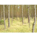 Zdjęcia użytkowników Sony Ericsson K750i