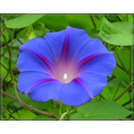 Zdjęcia użytkowników Sony Ericsson K750i