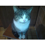 Zdjęcia użytkowników Sony Ericsson K750i