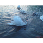 Zdjęcia użytkowników Sony Ericsson K750i