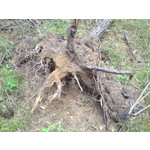 Zdjęcia użytkowników Sony Ericsson K750i