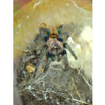 Zdjęcia użytkowników Sony Ericsson K750i