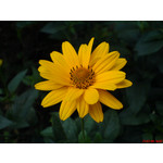 Zdjęcia użytkowników Sony Ericsson K750i