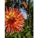 Zdjęcia użytkowników Sony Ericsson K750i