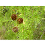 Zdjęcia użytkowników Sony Ericsson K750i