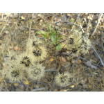 Zdjęcia użytkowników Sony Ericsson K750i