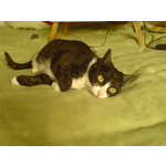 Zdjęcia użytkowników Sony Ericsson K750i