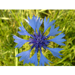 Zdjęcia użytkowników Sony Ericsson K750i