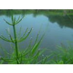 Zdjęcia użytkowników Sony Ericsson K750i