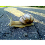 Zdjęcia użytkowników Sony Ericsson K750i