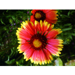 Zdjęcia użytkowników Sony Ericsson K750i