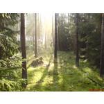 Zdjęcia użytkowników Sony Ericsson K750i