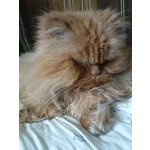 Zdjęcia użytkowników Sony Ericsson K770i