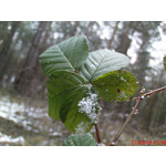 Zdjęcia użytkowników Sony Ericsson K770i