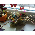 Zdjęcia użytkowników Sony Ericsson K770i