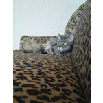 Zdjęcia użytkowników Sony Ericsson K770i