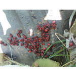 Zdjęcia użytkowników Sony Ericsson K770i