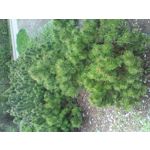 ZDJĘCIA Z TEGO TELEFONU