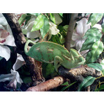 Zdjęcia użytkowników Sony Ericsson K770i