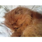 Zdjęcia użytkowników Sony Ericsson K770i