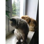 Zdjęcia użytkowników Sony Ericsson K770i