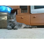 Zdjęcia użytkowników Sony Ericsson K770i