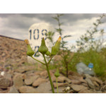 Zdjęcia użytkowników Sony Ericsson K810i