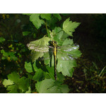 Zdjęcia użytkowników Sony Ericsson K810i