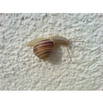 Zdjęcia użytkowników Sony Ericsson K810i