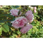 Zdjęcia użytkowników Sony Ericsson K810i