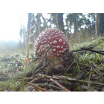 ZDJĘCIA Z TEGO TELEFONU