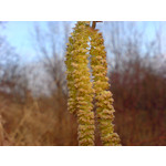 Zdjęcia użytkowników Sony Ericsson K810i